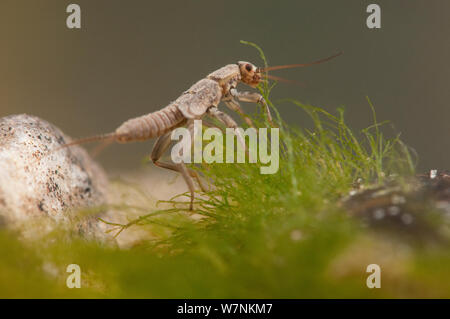 Stonefly Nymphe (plecoptera) weiden Algen, Europa, April, kontrollierten Bedingungen. Stockfoto