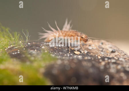 Prong - geschlachtete mayfly Nymph (Ephemeroptera, Familie Leptophlebiidae), Crawling auf Stein, Europa, Mai, kontrollierten Bedingungen. Stockfoto