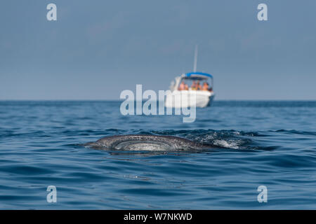 Der Walhai (Firma IPCON typus) höhlenartigen Mund bricht die Oberfläche, während er ernährt sich von Fisch Eier bei ruhigem Wetter, während Touristen auf vom Boot in der Nähe, Isla Mujeres, Quintana Roo, Yucatan, Halbinsel, Mexiko. Karibische Meer. Stockfoto