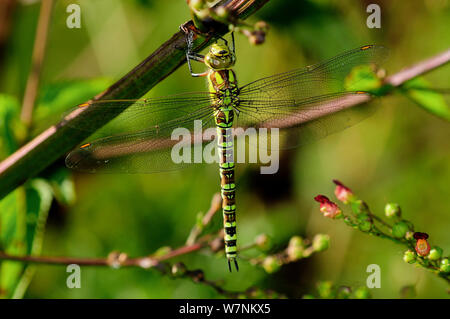 Southern Hawker (Aeshna cyanea) Weibliche in Ruhe, Dorset, UK August Stockfoto