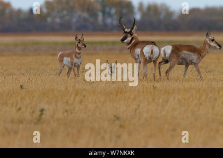 Pronghorn Antilope (Antilocapra americana) Familie auf der kanadischen Prärie während der Ernte. Saskatchewan, Kanada. September Stockfoto