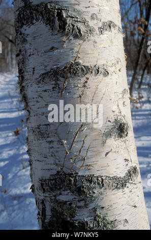 Kratzspuren von Krallen eines Tiger auf Birke Baumstamm links. Primorskiy Lazovskiy zapovednik, Krasnodar, im Fernen Osten, Russland. Februar 1995. Gefährdete Arten. Stockfoto