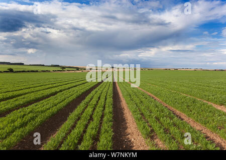 Karotte Zeilen in der Agrarwirtschaft, West Norfolk, Großbritannien, Juli Stockfoto