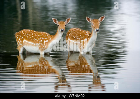 Damwild (Cervus dama) zwei weibliche macht das Baden im See, Norfolk, Großbritannien Juli Stockfoto