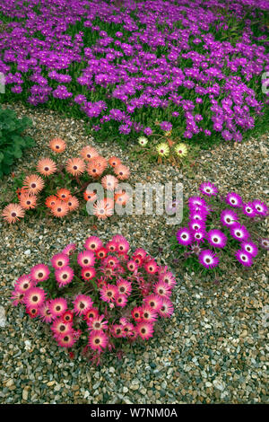 Gazania Gazanias (sp) gemischte Sorten blühen in trockenem Kies Garten, Norfolk, Großbritannien, Juli Stockfoto