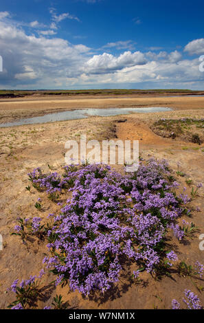 Strandflieder (Limonium vulgare) Wareham Sümpfe, Norfolk, Großbritannien Juli Stockfoto