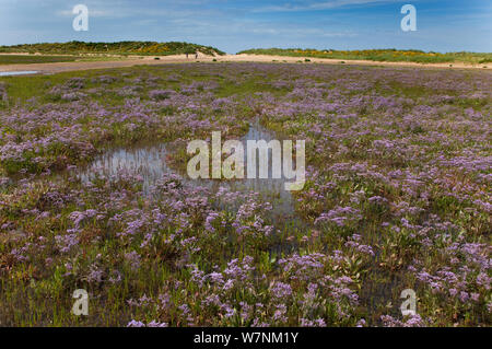 Strandflieder (Limonium vulgare) Wareham Sümpfe, Norfolk, Großbritannien Juli Stockfoto