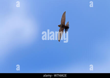 Mauersegler (Apus apus) im Flug, Norfolk, Großbritannien Juli Stockfoto
