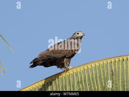 Orientalische/Crested Wespenbussard (Pernis ptilorhynchus) in Coconut Palm, Oman, Januar gehockt Stockfoto