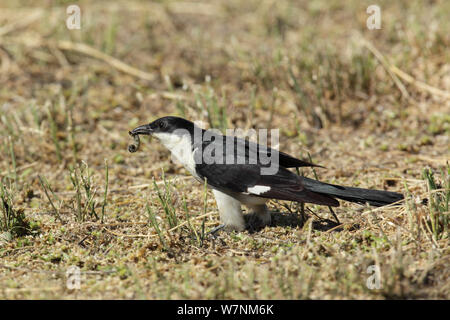 Pied Kuckuck (Oxylophus jacobinus) Erwachsene mit Nahrungsmitteln, Oman, November Stockfoto