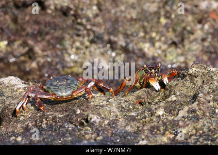 Shore Crab (Grapsus albolinatus) zwei auf Rock, Oman, Februar Stockfoto