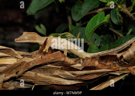 Blatt tailed Gecko (Uroplatus sp) auf Blatt Wurf getarnt, Madagaskar Stockfoto