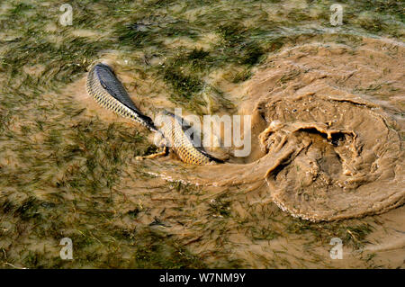 Karpfen (Cyprinus carpio) Action Shot von shoal in der Paarungszeit, bretonische Marsh, Vendee, Frankreich Stockfoto