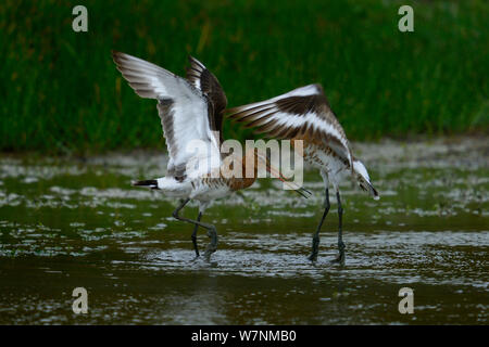 Schwarz tailed godwit (Cygnus olor) zwei Männer über Gebiet kämpfen, Vendeed Marsh, West Frankreich, Stockfoto