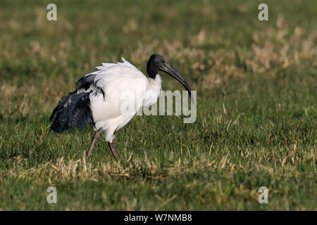 Heiliger Ibis (Threskiornis aethiopicus) Nahrungssuche im Bretonischen Sumpf, West Frankreich, Juli Stockfoto