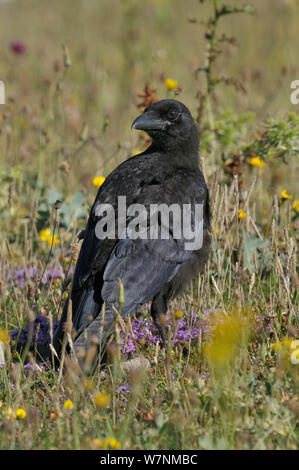 Nebelkrähe (Corvus corone) auf dem Boden unter den Blumen, West Frankreich, Juli Stockfoto