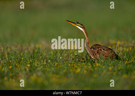 Purpurreiher (Ardea purpurea) juvenile Jagd in Blüte Feuchtgebiete, bretonischen Sumpf, West Frankreich, Juli Stockfoto