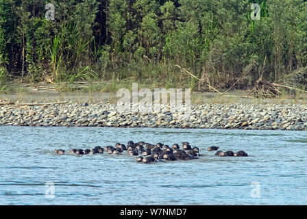 Herde weiß - lippig Pekaris (Tayassu pecari) Überquerung des Alto Madre de Dios Fluß, Amazonasbecken. Peru. Stockfoto