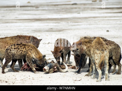 Tüpfelhyäne (Crocuta crocuta) Essen afrikanischer Büffel (Syncerus Caffer) Karkasse. Amboseli, Kenia. Dezember 2007. Am Standort für BBC-TV-Serie 'Life' Stockfoto