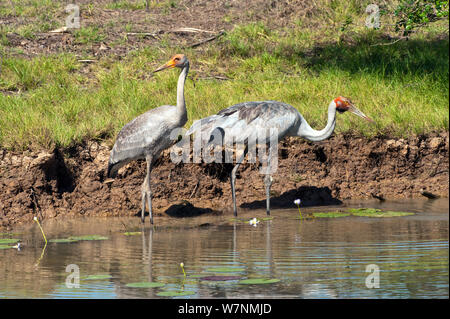 Brolga Kraniche (Grus rubicunda) erwachsenen und jugendlichen Angeln in Feuchtgebieten, Corroboree Billabong, Mary River, Northern Territory, Australien Stockfoto