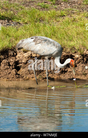 Brolga Kranich (Grus rubicunda) Angeln in Feuchtgebieten, Corroboree Billabong, Mary River, Northern Territory, Australien Stockfoto