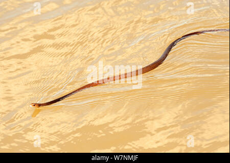 Gemeinsame tree snake (Dendrelaphis punctulata) Schwimmen, Mary River, Northern Territory, Australien Stockfoto