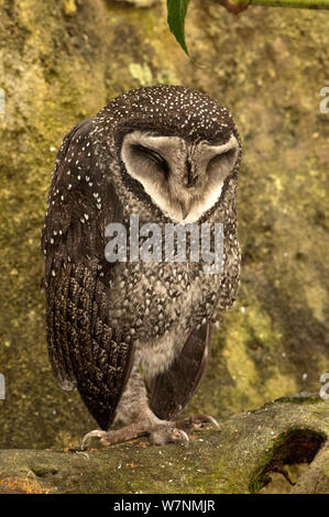 Weniger Ruß Owl (tyto Multipunctata) Schlafen auf Baumstamm. Wildlife Dome, Cairns, Queensland, Australien, Captive (Wild Bird in brachte nach einer Verletzungspause) Stockfoto