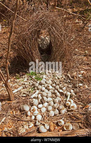 Großen grauen bowerbird (Chlamydera nuchalis) Bower eines männlichen Vogel zeigen Attraktion des Vogels zu weißen Objekte, die es verwendet die 'Runway' der Laube zu verzieren, Berry Springs, Northern Territory, Australien Stockfoto