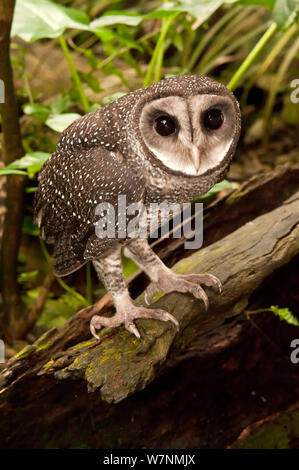 Weniger Ruß Owl (tyto Multipunctata) auf Baumstamm thront. Wildlife Dome, Cairns, Queensland, Australien, Captive (Wild Bird in brachte nach einer Verletzungspause) Stockfoto