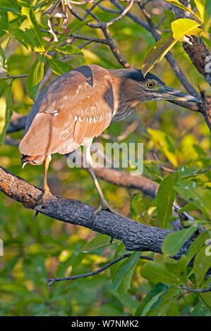 Gestreift grün Heron (Butorides striatus) auf Mangrove Tree Branch, Yellow Waters Feuchtgebiet, South Alligator River, Kakadu National Park, Northern Territory, Australien Stockfoto