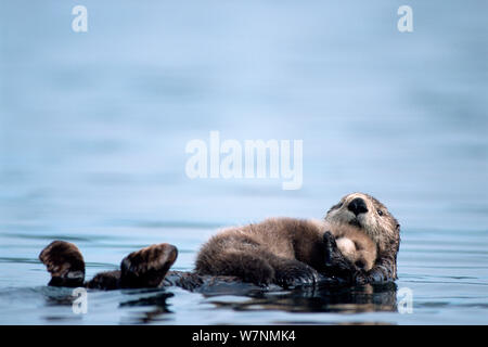 Seeotter (Enhydra lutris) neugeborene Welpe hängt von seiner Mutter's Bauch, Prince William Sound, Alaska, USA Stockfoto