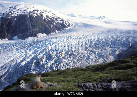 Graue Murmeltier (Marmota caligata) Erwachsene mit Blick auf Exit Glacier in Kenai Fjords National Park, South Central Alaska, USA Stockfoto