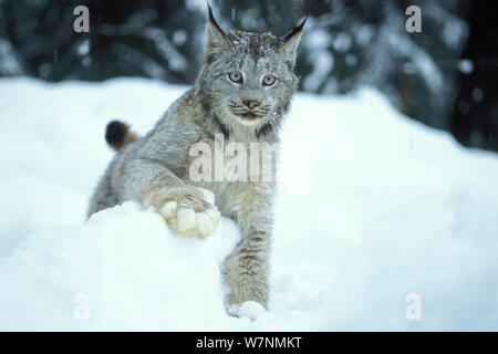 Luchs (Lynx Lynx) Erwachsenen in den verschneiten Ausläufern der Takshanuk Berge, Südost-Alaska, USA Stockfoto