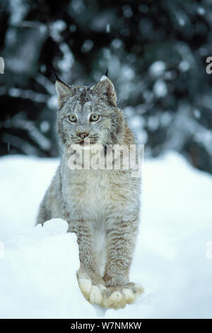 Luchs (Lynx Lynx) Erwachsenen in den verschneiten Ausläufern der Takshanuk Berge, Südost-Alaska, USA Stockfoto