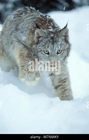 Luchs (Lynx Lynx) Erwachsenen in den verschneiten Ausläufern der Takshanuk Berge, Südost-Alaska, USA Stockfoto