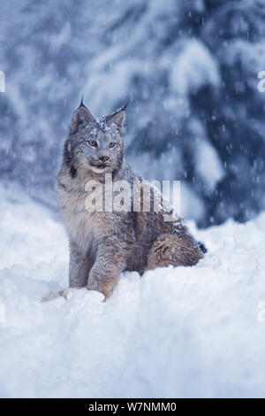 Luchs (Lynx Lynx) Erwachsenen in den verschneiten Ausläufern der Takshanuk Berge, Südost-Alaska, USA Stockfoto