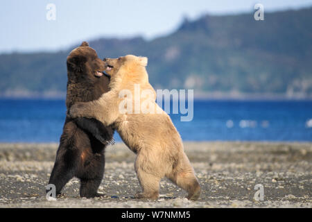 Grizzlybär (Ursus arctos Horribilis) Junge selten blond (weiß) Bär spielt mit einem Jungen dunkel gefärbte tragen entlang der Küste von Katmai National Park, Alaska Peninsula, USA Stockfoto