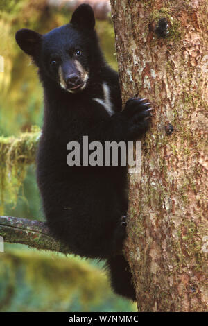 Black Bear (Ursus americanus) Cub auf einen Baum für Sicherheit am Anan Creek, Tongass National Forest, Southeast Alaska, USA Stockfoto