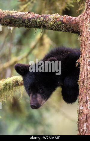 Black Bear (Ursus americanus) Cub auf einen Baum für Sicherheit am Anan Creek, Tongass National Forest, Southeast Alaska, USA Stockfoto