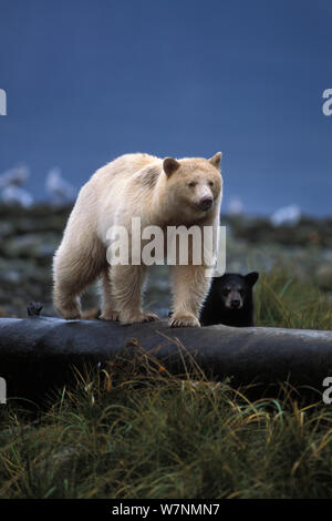 Spirit bear (Ursus americanus) Leistungsbeschreibung mit dunklen Cub gehen auf eine bei Flut anmelden, entlang der küstenregenwald der zentralen Küste von British Columbia, Kanada Stockfoto