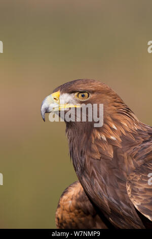 Golden Eagle (Aquila Chrysaetos) Porträt, Cairngorms National Park, Schottland, Captive Stockfoto