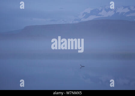 Red throated Diver (Gavia stellata) in der Morgendämmerung Nebel, Island, Juni Stockfoto