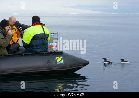 Brunnich der Trottellummen (Uria lomvia) sehr nah an touristischen Fotografen im Schlauchboot, Svalbard, Norwegen, Juni 2007 Stockfoto