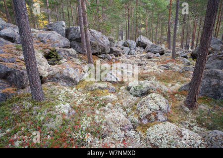 Herbstliche Borealer Wald, Rondane, Norwegen September 2007 Stockfoto