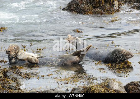 Die Kegelrobbe (Halichoerus grypus) ruht auf versunkene Felsen. Bardsey Island, North Wales, UK, August Stockfoto