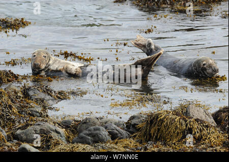 Kegelrobbe (Halichoerus grypus) ruht auf versunkene Felsen. Bardsey Island, North Wales, UK, August Stockfoto