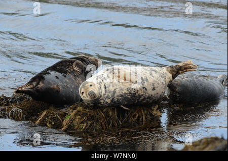 Kegelrobbe (Halichoerus grypus) mitgeführt und auf Algen bedeckten Felsen. Bardsey Island, North Wales, UK, August Stockfoto