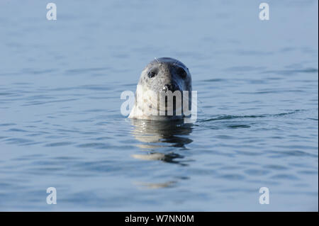 Kegelrobbe (Halichoerus grypus) mit seinen Kopf aus dem Wasser. Bardsey Island, North Wales, UK, August Stockfoto