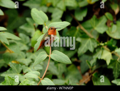 Männliche Allens Kolibri (Selasphorus sasin), Los Angeles, Kalifornien, September. Stockfoto