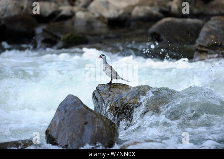 Männliche Torrent duck (Merganetta armata) Guango Fluss, Ecuador. Stockfoto